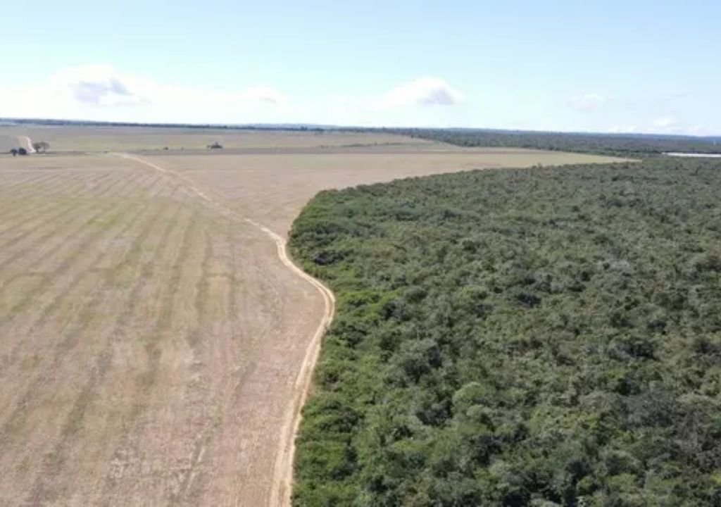 Fiscalização do Ibama identifica cultivo irregular de soja em área de Mata Atlântica em Tianguá, no Ceará
